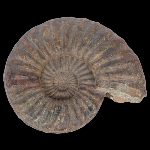 159 - A Jurassic ammonite 