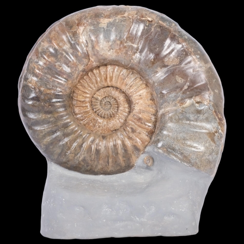 160 - A polished ammonite, Jurassic Period, 