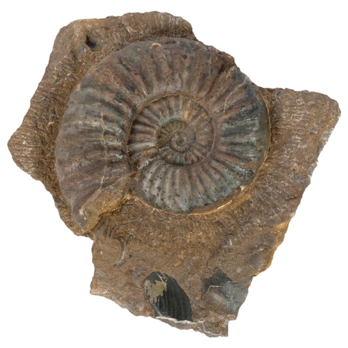 167 - Unpolished ammonite 