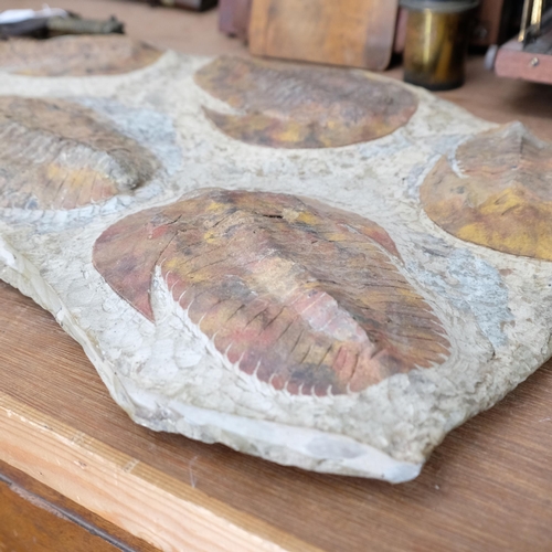 168 - A large prehistoric fossilised trilobite plaque, Jurassic Period circa 450 million years old, length... 