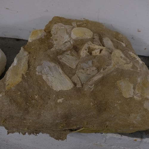 170 - A prehistoric fossilised dinosaur vertebrae, Cretaceous Period, length approx 45cm