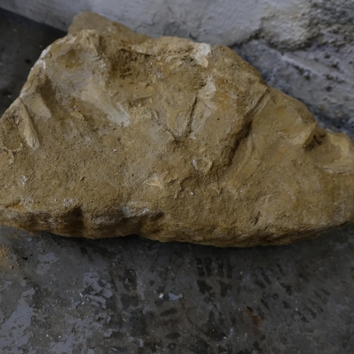 171 - A prehistoric fossilised dinosaur vertebrae and ribs, Cretaceous Period, length approx 45cm