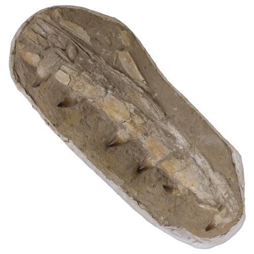 172 - A large prehistoric fossil mosasaurus jaw and teeth, 66 - 82 million years old, length approx 79cm