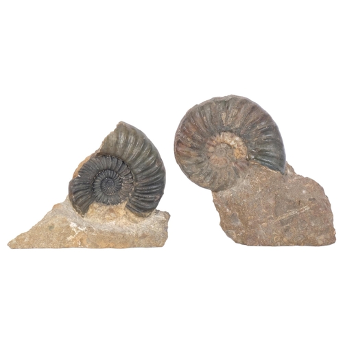 294 - Aegasteroceras, Jurassic Period, 2 ammonites, 1 with stov-in-whorl with brachiopid, both on rock, ta... 