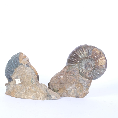 294 - Aegasteroceras, Jurassic Period, 2 ammonites, 1 with stov-in-whorl with brachiopid, both on rock, ta... 