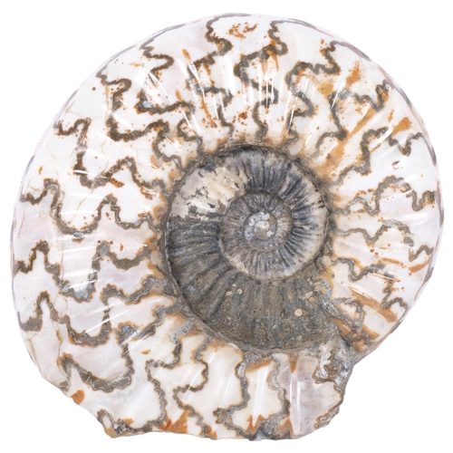 296 - A Jurassic Period polished ammonite, (asteroceras) lower lias sinemurian stag, found Conesby Quarry ... 