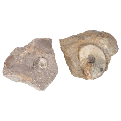 297 - 2 Jurassic Period ammonites (eparietites) and (andorgynoceras), found Conesby Quarry and Northcott B... 