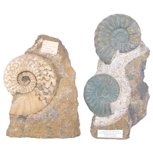 298 - A group of Jurassic Period ammonites (asteroceras and aegasteroceras), both lower lias sinemurian st... 