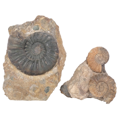 299 - A group of Jurassic Period ammonites, all asteroceras, lower lias sinemurian stag, found Conesby Qua... 