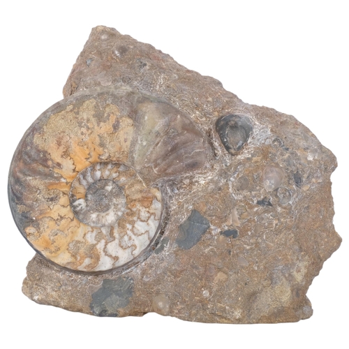 300 - A Jurassic Period ammonite (asteroceras), lower lias sinemurian stag, from Conesby Quarry Scunthrope... 