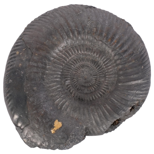 304 - A single ammonite fossil, overpainted black, diameter 15cm