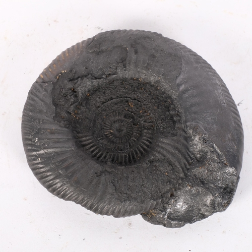 304 - A single ammonite fossil, overpainted black, diameter 15cm