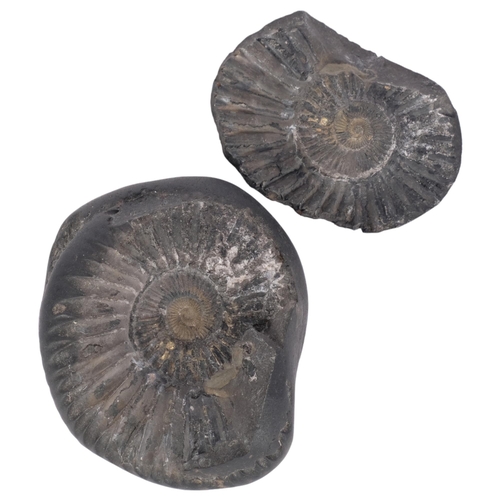 305 - A lower cretaceous (blanforderas wallachi), a 2 section ammonite found Pakistan