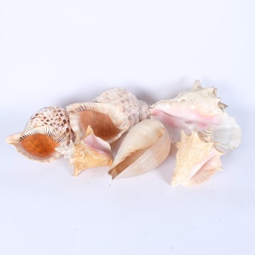 657 - Three large ocean conch shells, including a horned example and three smaller shells of similar type,... 