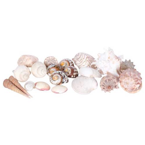 658 - A collection of various decorative ocean seashells including clam, nautilus, conche, turitella screw... 