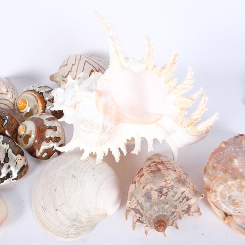 658 - A collection of various decorative ocean seashells including clam, nautilus, conche, turitella screw... 