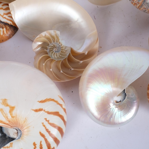 659 - A collection of 8 nautilus seashells, including one disected example