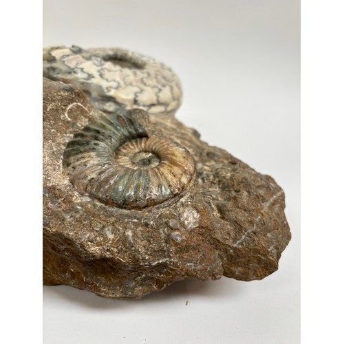 163 - A polished ammonite 