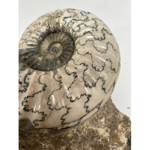 163 - A polished ammonite 