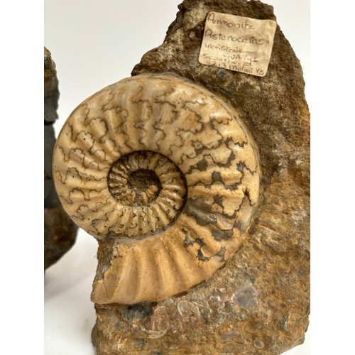 298 - A group of Jurassic Period ammonites (asteroceras and aegasteroceras), both lower lias sinemurian st... 