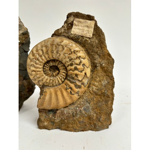 298 - A group of Jurassic Period ammonites (asteroceras and aegasteroceras), both lower lias sinemurian st... 