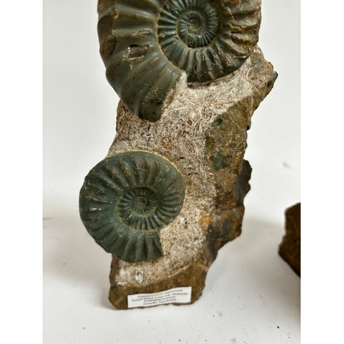 298 - A group of Jurassic Period ammonites (asteroceras and aegasteroceras), both lower lias sinemurian st... 