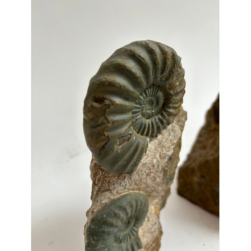 298 - A group of Jurassic Period ammonites (asteroceras and aegasteroceras), both lower lias sinemurian st... 