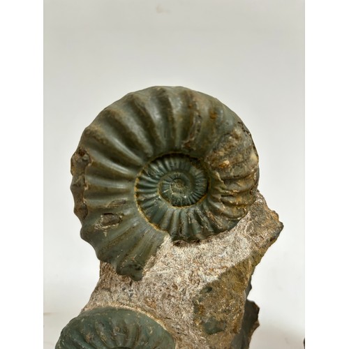 298 - A group of Jurassic Period ammonites (asteroceras and aegasteroceras), both lower lias sinemurian st... 