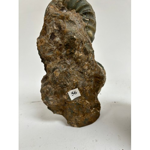 298 - A group of Jurassic Period ammonites (asteroceras and aegasteroceras), both lower lias sinemurian st... 