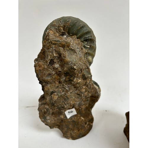 298 - A group of Jurassic Period ammonites (asteroceras and aegasteroceras), both lower lias sinemurian st... 