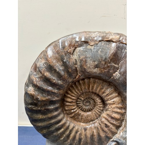 160 - A polished ammonite, Jurassic Period, 