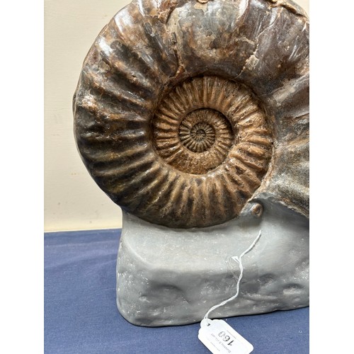 160 - A polished ammonite, Jurassic Period, 