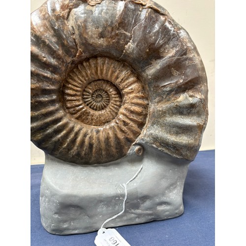 160 - A polished ammonite, Jurassic Period, 