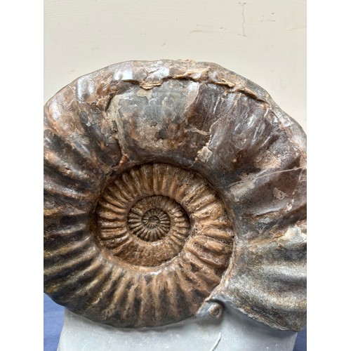 160 - A polished ammonite, Jurassic Period, 