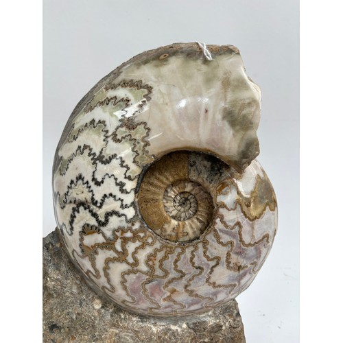 158 - A polished Jurassic ammonite, eparietites, lower lias, sinemurian stag, from Conesby Quarry Scunthor... 