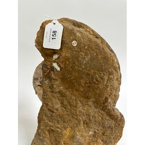 158 - A polished Jurassic ammonite, eparietites, lower lias, sinemurian stag, from Conesby Quarry Scunthor... 