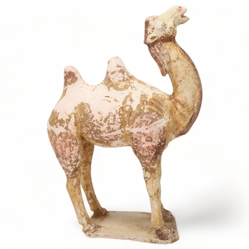 238 - Chinese Tang Dynasty pottery Bactrian camel (618 - 906 AD), the body painted with original pigment g... 