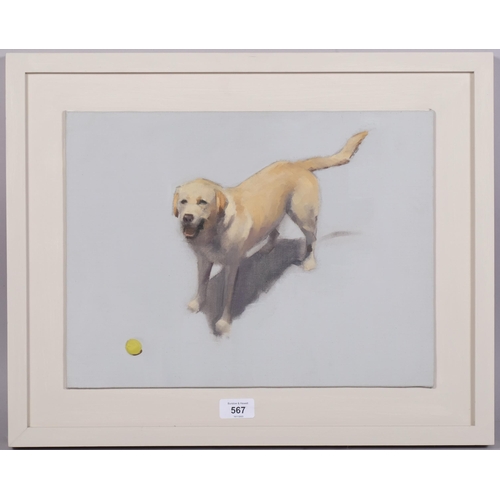 567 - Contemporary portrait of a Labrador, oil on board, unsigned, 30cm x 40cm, framed