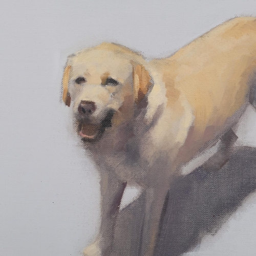 567 - Contemporary portrait of a Labrador, oil on board, unsigned, 30cm x 40cm, framed