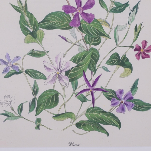 766 - John Nash (1893-1977) lithograph in colours on paper, Vinca, 24cm x 19cm, from his English Garden Fl... 