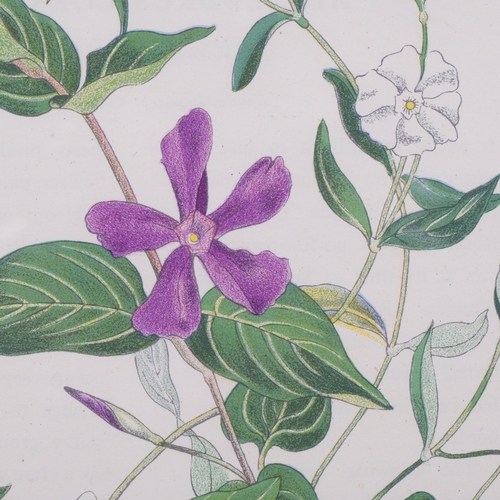 766 - John Nash (1893-1977) lithograph in colours on paper, Vinca, 24cm x 19cm, from his English Garden Fl... 