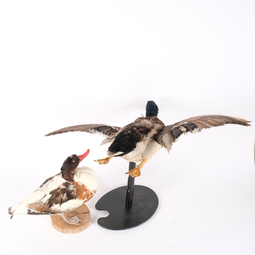 72 - TAXIDERMY - a study of a mallard, mounted on stand in flight, H37cm and a study of a common shell du... 