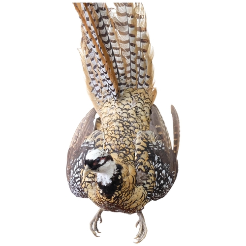 73 - TAXIDERMY - a study of a Reeves pheasant