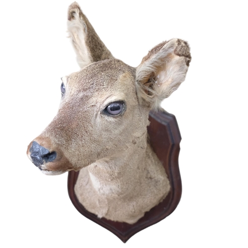 74 - TAXIDERMY - study of a deer's head, mounted on shield plaque