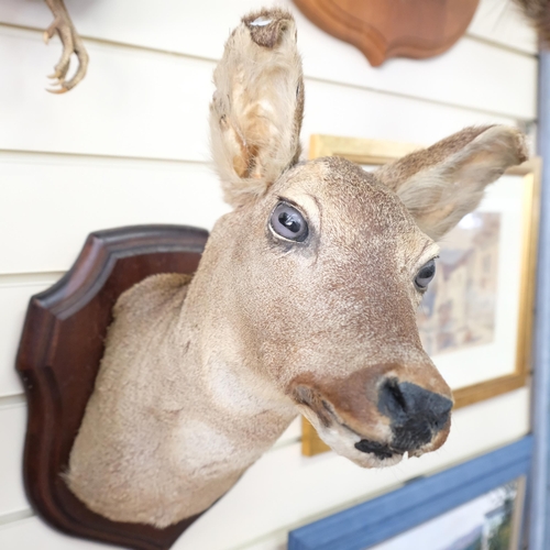 74 - TAXIDERMY - study of a deer's head, mounted on shield plaque