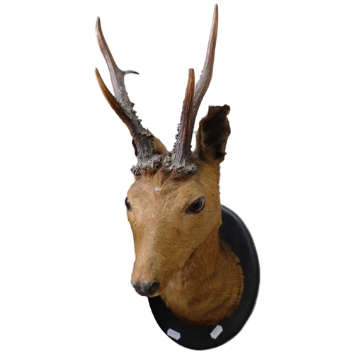 75 - TAXIDERMY - A small roe deer, with antlers, on shield panel. Depth - 35cm.