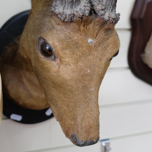 75 - TAXIDERMY - A small roe deer, with antlers, on shield panel. Depth - 35cm.