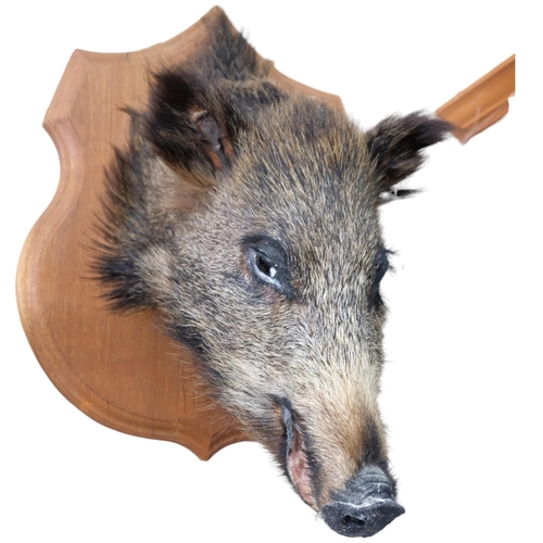 76 - TAXIDERMY - A boar's head on oak shield plaque. Depth - 38cm.