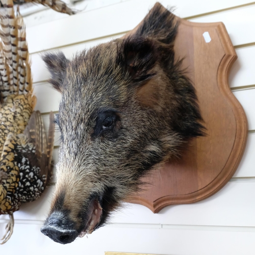 76 - TAXIDERMY - A boar's head on oak shield plaque. Depth - 38cm.