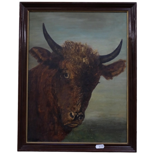 511 - Oil on canvas - study of a highland cow. 46x36cm, framed.